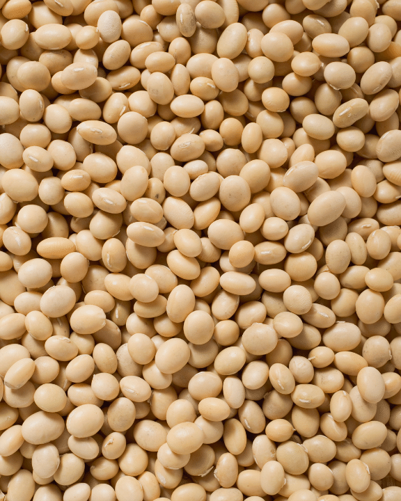 Soybean